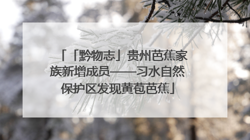 「黔物志」贵州芭蕉家族新增成员——习水自然保护区发现黄苞芭蕉