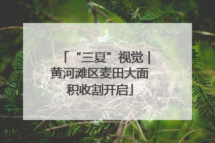 “三夏”视觉｜黄河滩区麦田大面积收割开启