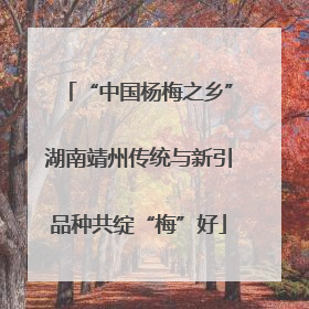 “中国杨梅之乡”湖南靖州传统与新引品种共绽“梅”好