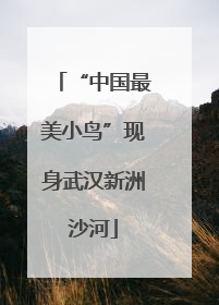 “中国最美小鸟”现身武汉新洲沙河