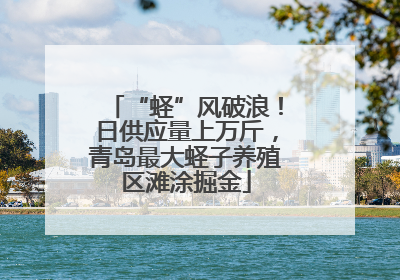 “蛏”风破浪！日供应量上万斤，青岛最大蛏子养殖区滩涂掘金