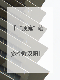 “顶流”萌宠空降汉阳