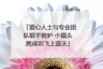 爱心人士与专业团队联手救护 小猫头鹰成功飞上蓝天