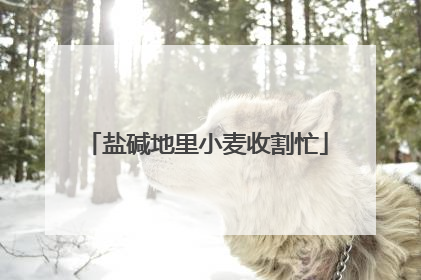 盐碱地里小麦收割忙