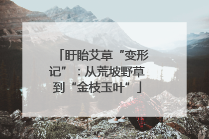 盱眙艾草“变形记”：从荒坡野草到“金枝玉叶”