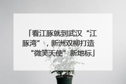 看江豚就到武汉“江豚湾”，新洲双柳打造“微笑天使”新地标