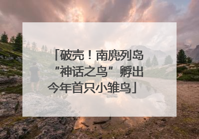破壳！南麂列岛“神话之鸟”孵出今年首只小雏鸟