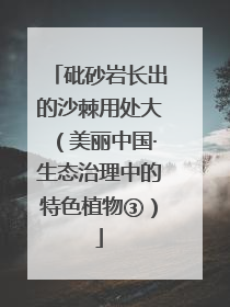 砒砂岩长出的沙棘用处大（美丽中国·生态治理中的特色植物③）