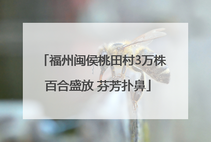 福州闽侯桃田村3万株百合盛放 芬芳扑鼻