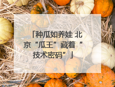 种瓜如养娃 北京“瓜王”藏着“技术密码”