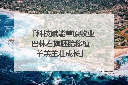 科技赋能草原牧业 巴林右旗胚胎移植羊羔茁壮成长