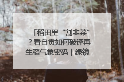 稻田里“割韭菜”？看自贡如何破译再生稻气象密码｜绿镜头·发现中国