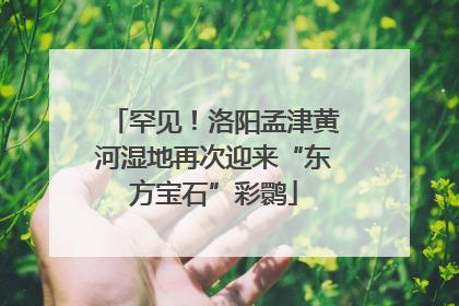 罕见！洛阳孟津黄河湿地再次迎来“东方宝石”彩鹮