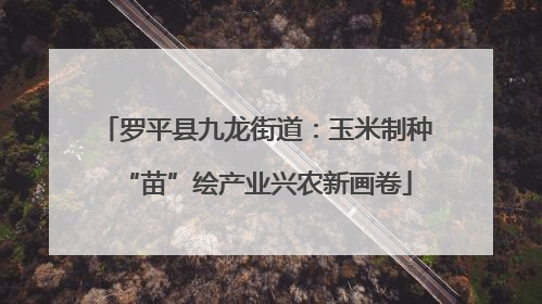 罗平县九龙街道：玉米制种“苗”绘产业兴农新画卷