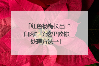 红色杨梅长出“白肉”？这里教你处理方法→