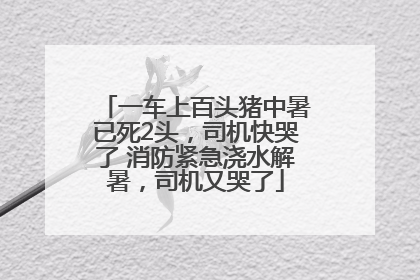 一车上百头猪中暑已死2头，司机快哭了 消防紧急浇水解暑，司机又哭了