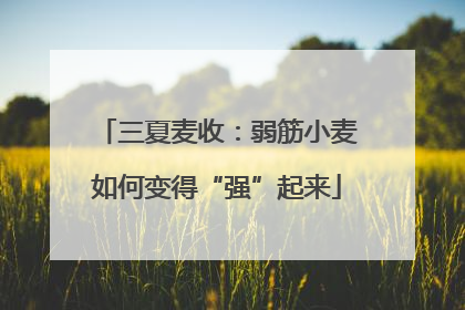 三夏麦收：弱筋小麦如何变得“强”起来