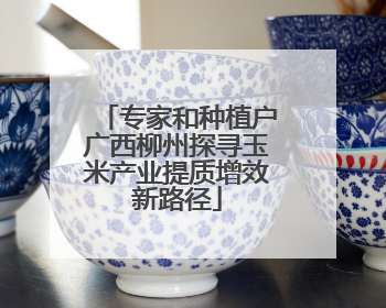 专家和种植户广西柳州探寻玉米产业提质增效新路径