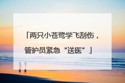 两只小苍鹭学飞刮伤，管护员紧急“送医”