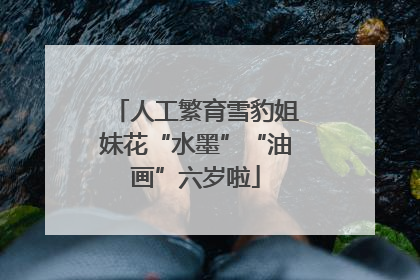 人工繁育雪豹姐妹花“水墨”“油画”六岁啦