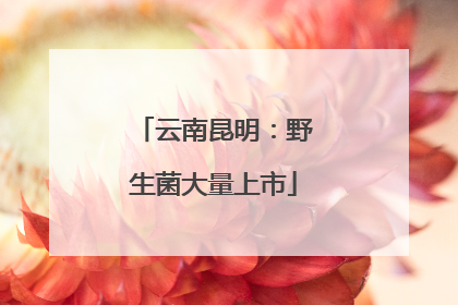 云南昆明：野生菌大量上市