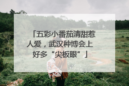 五彩小番茄清甜惹人爱，武汉种博会上好多“尖板眼”