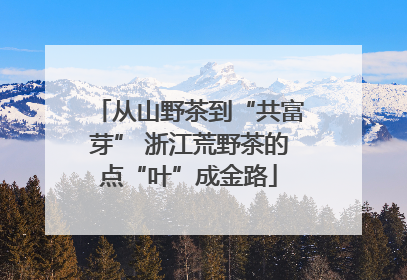 从山野茶到“共富芽” 浙江荒野茶的点“叶”成金路