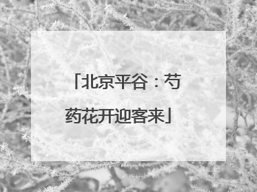 北京平谷：芍药花开迎客来