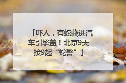 吓人，有蛇藏进汽车引擎盖！北京9天接9起“蛇警”