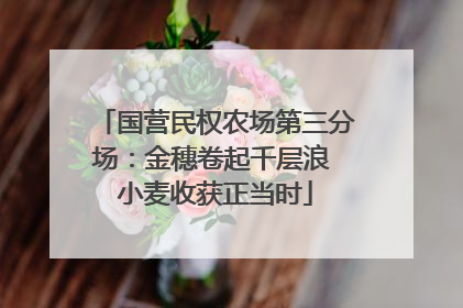 国营民权农场第三分场：金穗卷起千层浪 小麦收获正当时