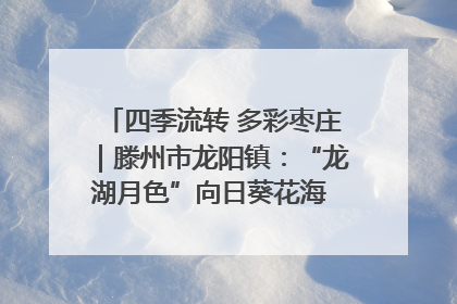 四季流转 多彩枣庄｜滕州市龙阳镇：“龙湖月色”向日葵花海 绘就乡村振兴新画卷