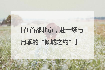 在首都北京，赴一场与月季的“倾城之约”