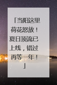 当阳这里荷花怒放！夏日顶流已上线，错过再等一年！