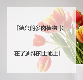 德兴的多肉植物 长在了迪拜的土地上