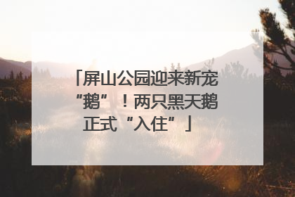 屏山公园迎来新宠“鹅”！两只黑天鹅正式“入住”
