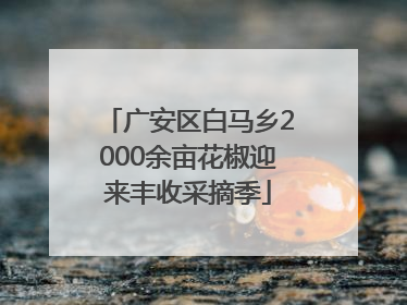 广安区白马乡2000余亩花椒迎来丰收采摘季