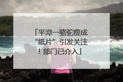 平潭一骆驼瘦成“纸片”引发关注！部门已介入