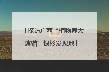 探访广西“植物界大熊猫”银杉发现地