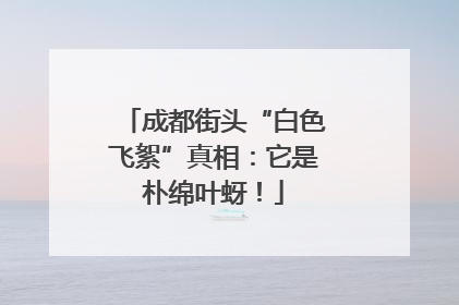 成都街头“白色飞絮”真相：它是朴绵叶蚜！