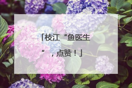 枝江“鱼医生”，点赞！