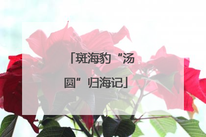 斑海豹“汤圆”归海记