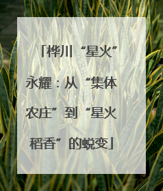 桦川“星火”永耀：从“集体农庄”到“星火稻香”的蜕变