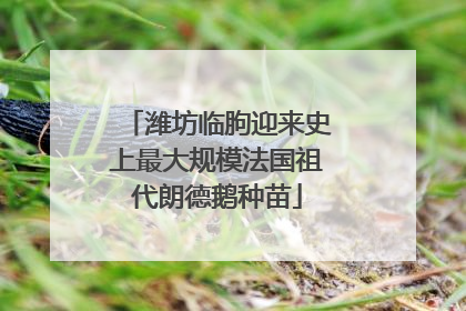 潍坊临朐迎来史上最大规模法国祖代朗德鹅种苗