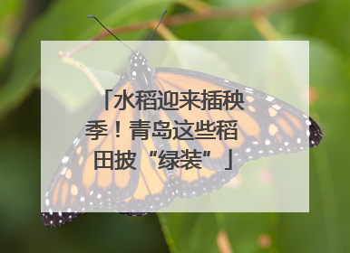 水稻迎来插秧季！青岛这些稻田披“绿装”