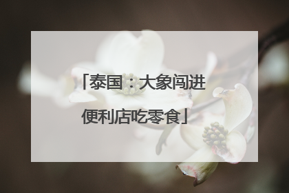 泰国：大象闯进便利店吃零食