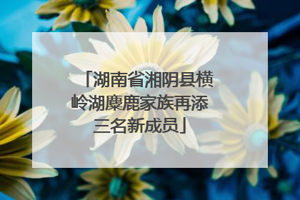 湖南省湘阴县横岭湖麋鹿家族再添三名新成员