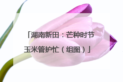 湖南新田：芒种时节玉米管护忙（组图）