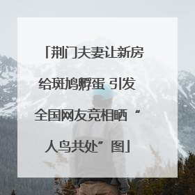 荆门夫妻让新房给斑鸠孵蛋 引发全国网友竞相晒“人鸟共处”图