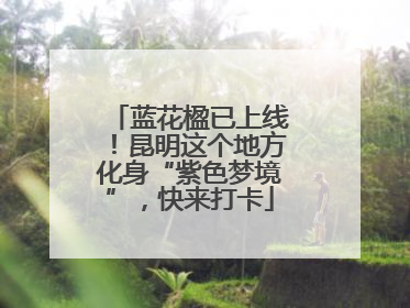 蓝花楹已上线！昆明这个地方化身“紫色梦境”，快来打卡