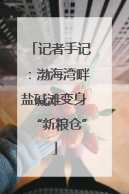记者手记：渤海湾畔盐碱滩变身“新粮仓”